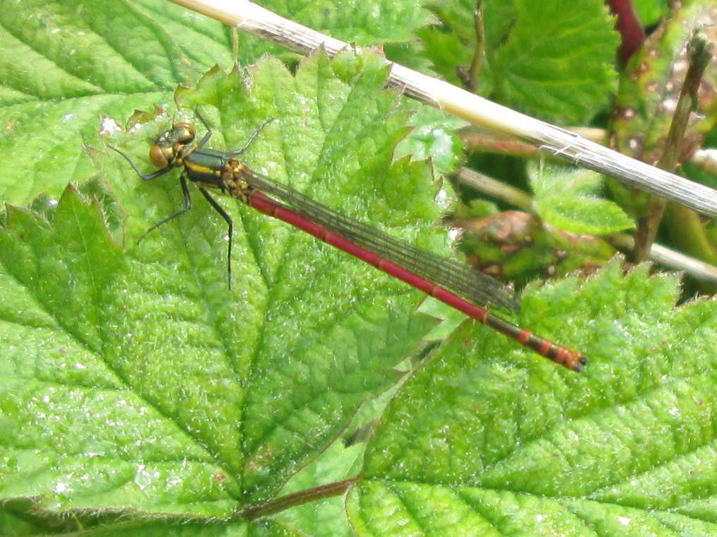 Large red damselfly